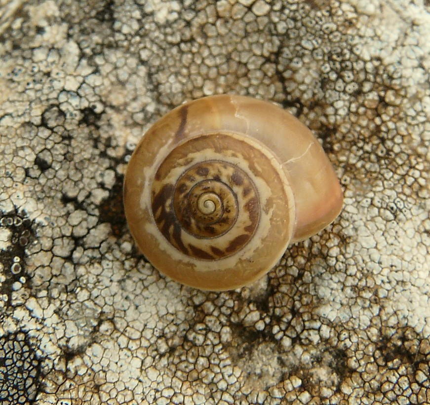 Gasteropode da determinare....